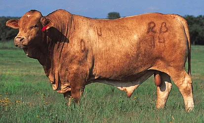 Beefmaster