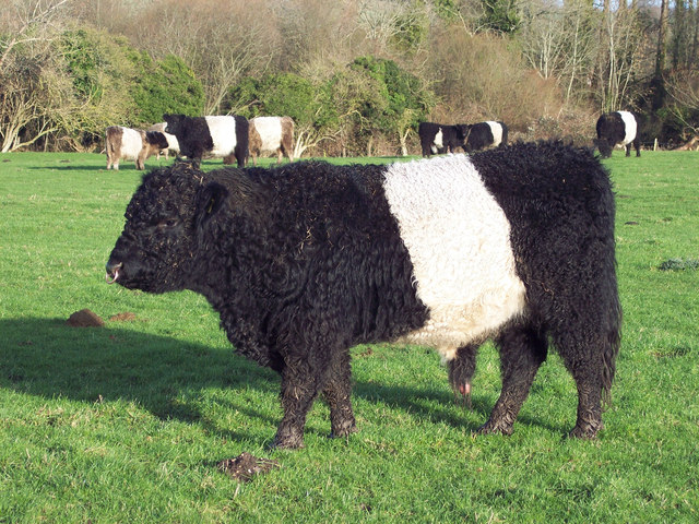 Galloway