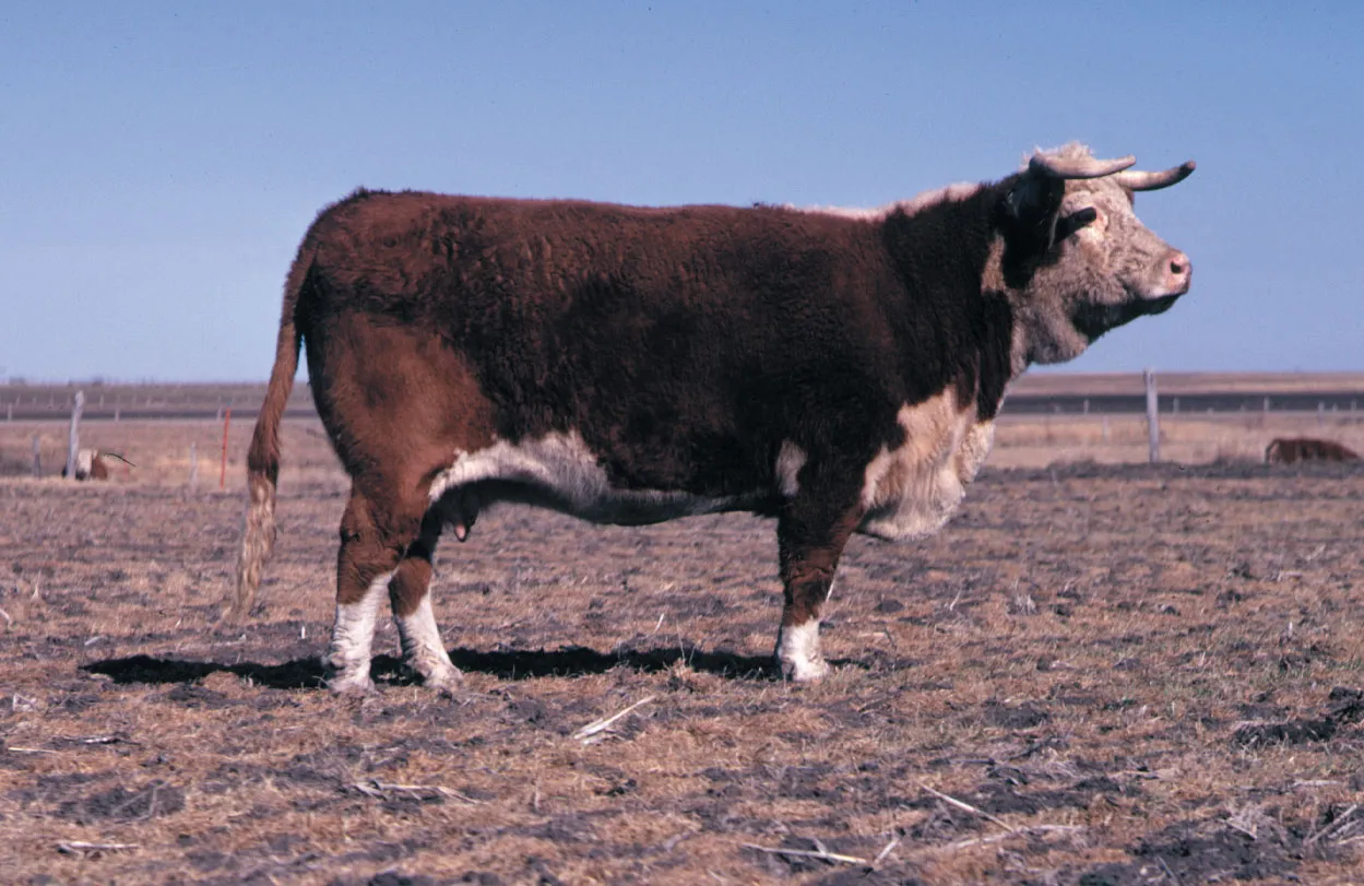 Hereford