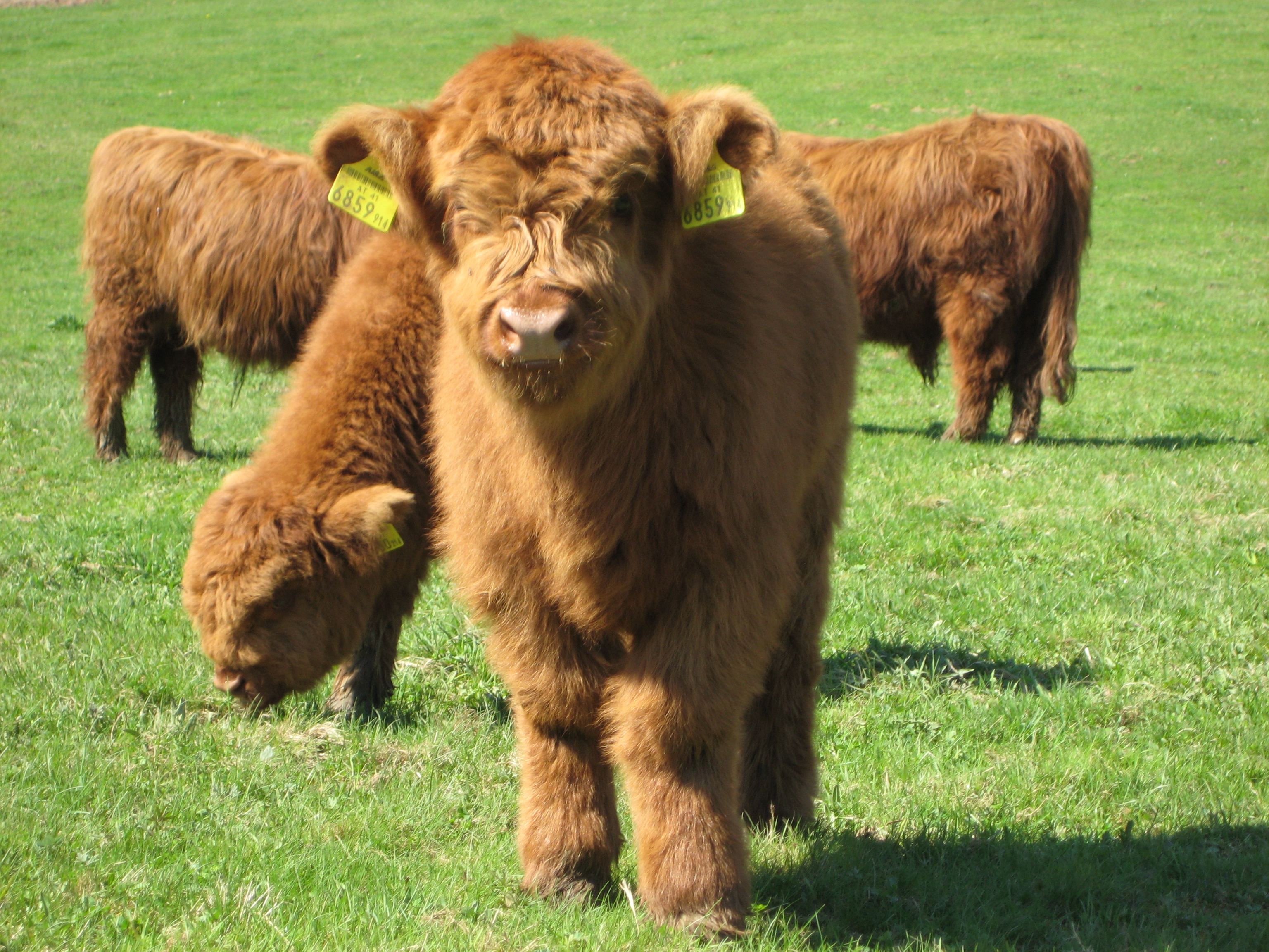 Highland