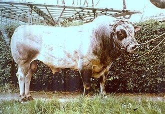 Piedmontese