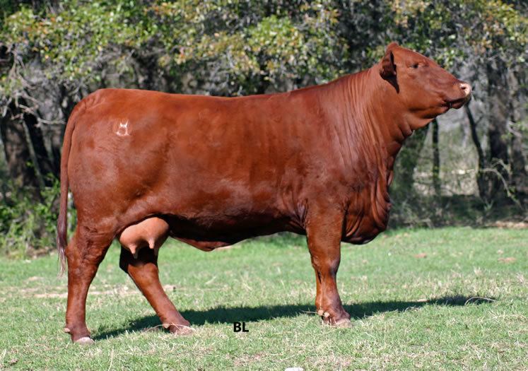 Santa Gertrudis