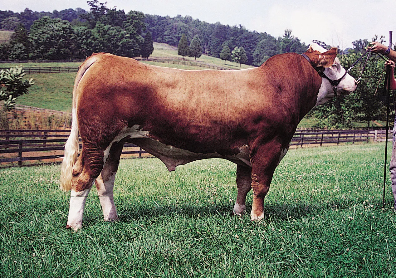 Simmental