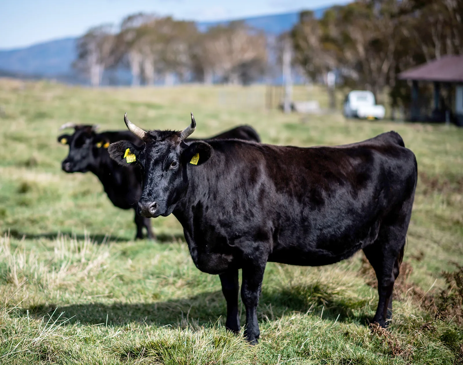 Wagyu
